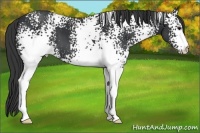 Horse Color:White Spotted Black