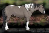 Horse Color:White Spotted Grullo Tobiano 