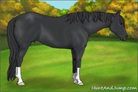 Horse Color:Black 