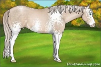 Horse Color:White Spotted Chocolate Palomino Pearl Splash 