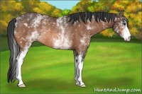 Horse Color:White Spotted Buckskin Rabicano 