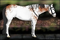 Horse Color:White Spotted Bay 