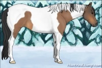 Horse Color:Buckskin Roan Tobiano