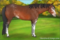 Horse Color:Bay Sabino 