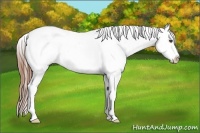Horse Color:Red Roan Appaloosa 