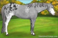 Horse Color:White Spotted Black Sabino Appaloosa