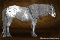 Horse Color:White Spotted Blue Roan Splash Frame Appaloosa 