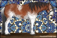 Horse Color:White Spotted Bay 