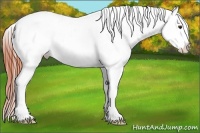 Horse Color:White Spotted Bay Dun Appaloosa 