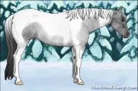 Horse Color:Black Tobiano 