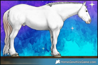 Horse Color:Brown Appaloosa  Brindle