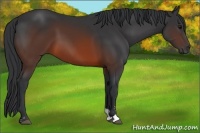 Horse Color:Brown Sabino