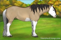 Horse Color:Bay Dun Splash