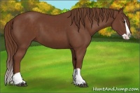Horse Color:Chestnut Splash