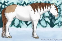 Horse Color:Red Dun Splash Rabicano 