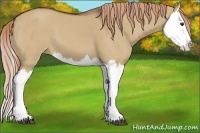 Horse Color:Red Dun Splash