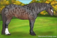 Horse Color:Brown Appaloosa 
