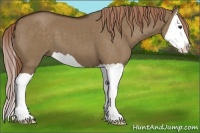Horse Color:Liver Red Dun Splash 