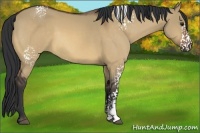 Horse Color:White Spotted Bay Dun