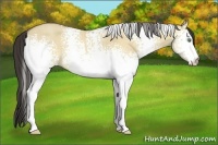 Horse Color:White Spotted Amber Cream Champagne Dun