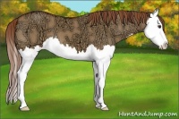Horse Color:Red Dun Ice Splash