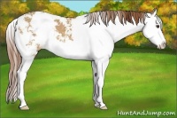 Horse Color:Red Dun Sabino Splash