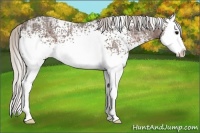 Horse Color:White Spotted Silver Black Ice Sabino Splash 