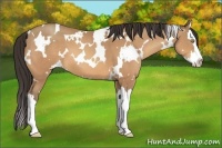 Horse Color:White Spotted Amber Champagne Splash