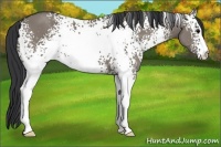 Horse Color:White Spotted Grullo 