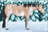 Horse Color:White Spotted Bay Ice 