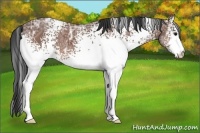 Horse Color:White Spotted Bay Ice 