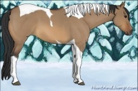Horse Color:Bay Roan Dun Tobiano