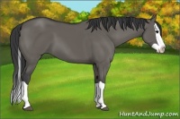 Horse Color:Grullo Splash 