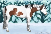 Horse Color:Bay Splash Tobiano Rabicano