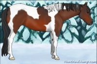 Horse Color:Bay Tobiano 