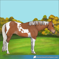 Horse Color:Silver Bay Tobiano 
