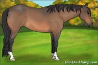 Horse Color:Buckskin Roan