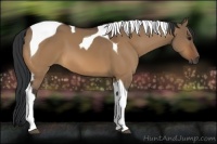 Horse Color:Bay Dun Tobiano