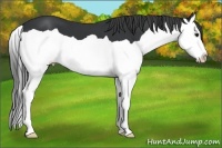 Horse Color:Black Splash
