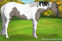 Horse Color:Smoky Grullo Tobiano
