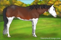 Horse Color:Bay Splash 