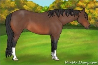 Horse Color:Bay Roan 