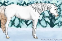 Horse Color:Buckskin Tobiano Appaloosa 