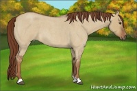 Horse Color:Red Dun Roan 