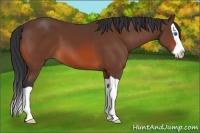 Horse Color:Bay Splash 
