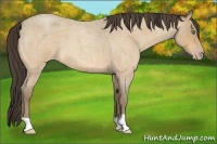Horse Color:Amber Cream Champagne Roan