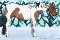 Horse Color:Bay Roan Tobiano 