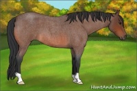 Horse Color:Bay Roan