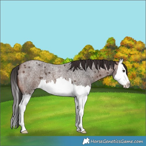 Horse Color:Brown Roan Splash 