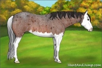 Horse Color:Bay Roan Splash